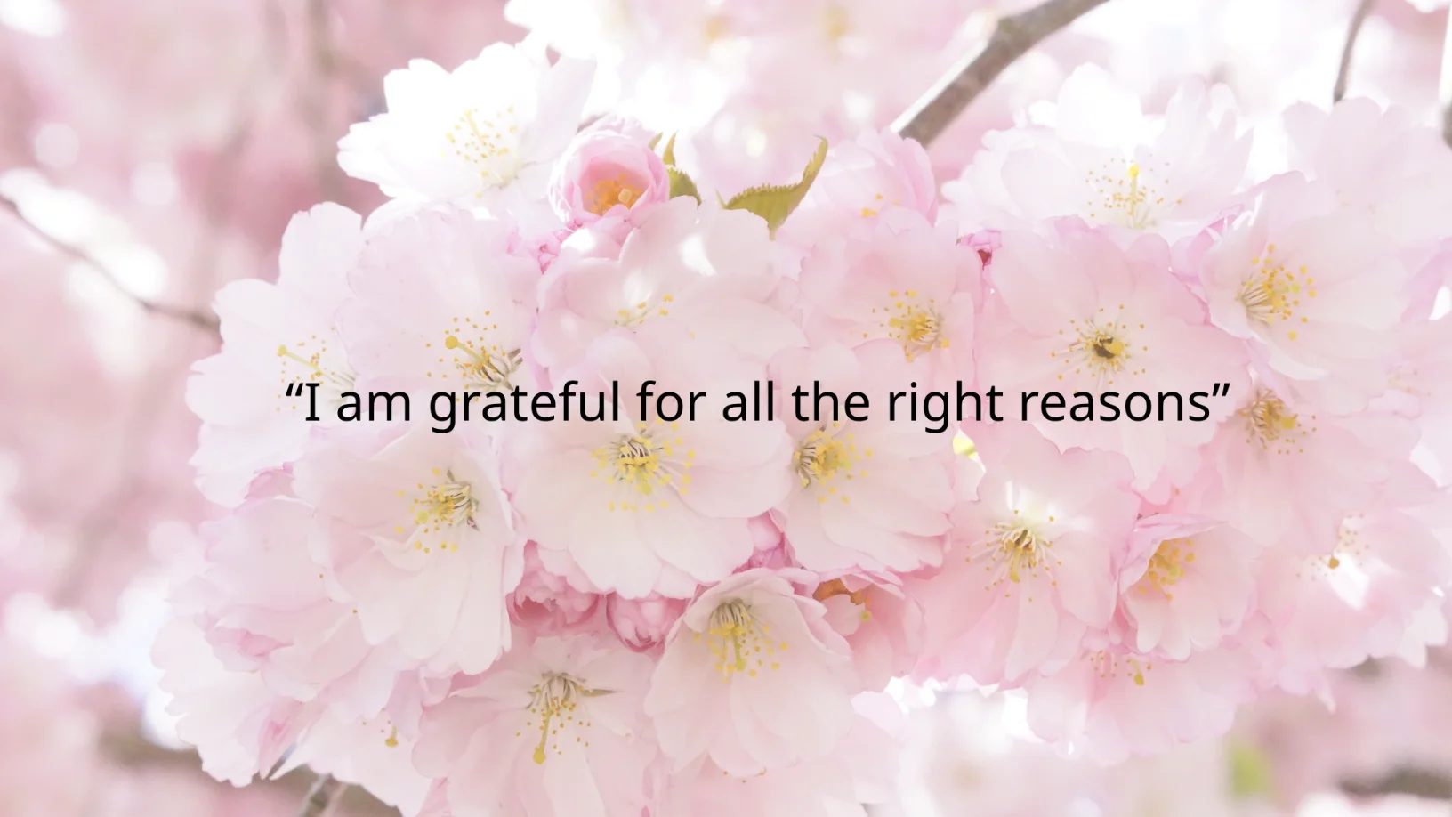 feature-image-of-gratitude-quotation-wallpaper.webp